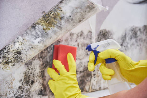 Mold Odor Removal Services in Chambersburg, PA